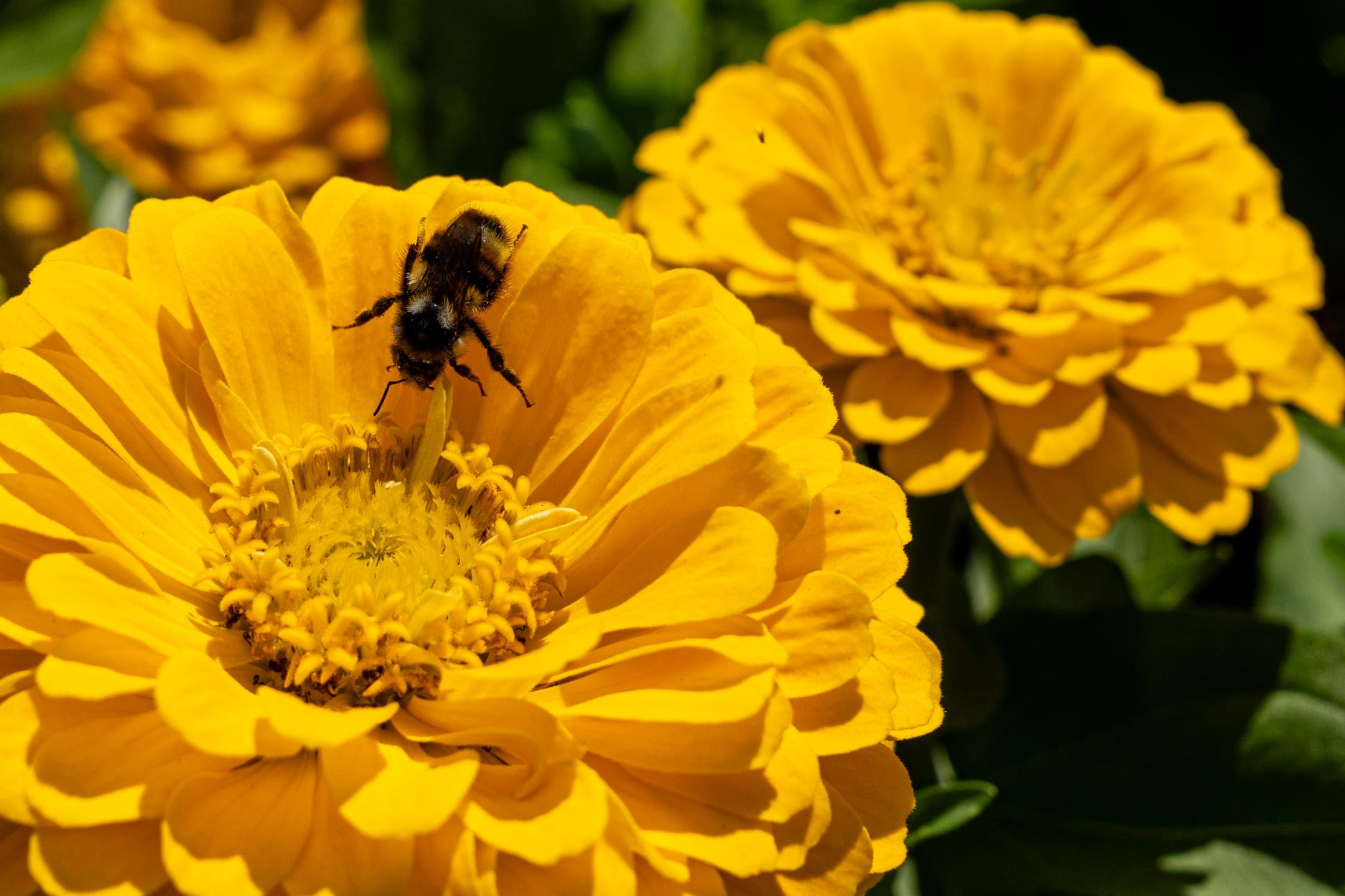 Vistoria Island - Image 5