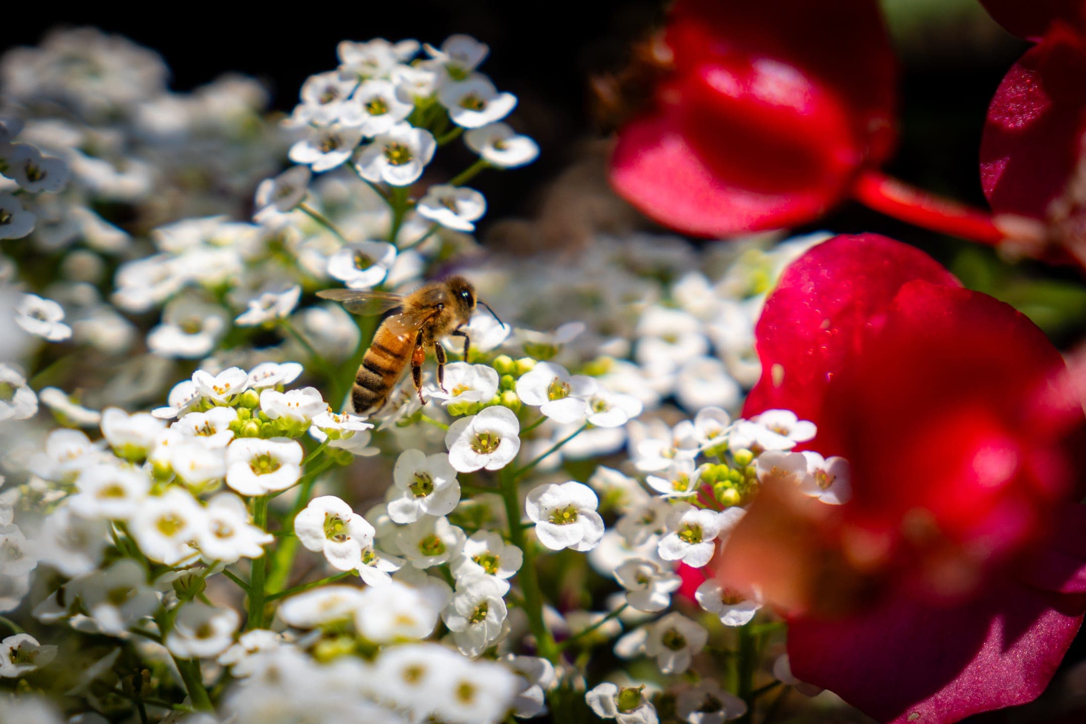 Vistoria Island - Image 6