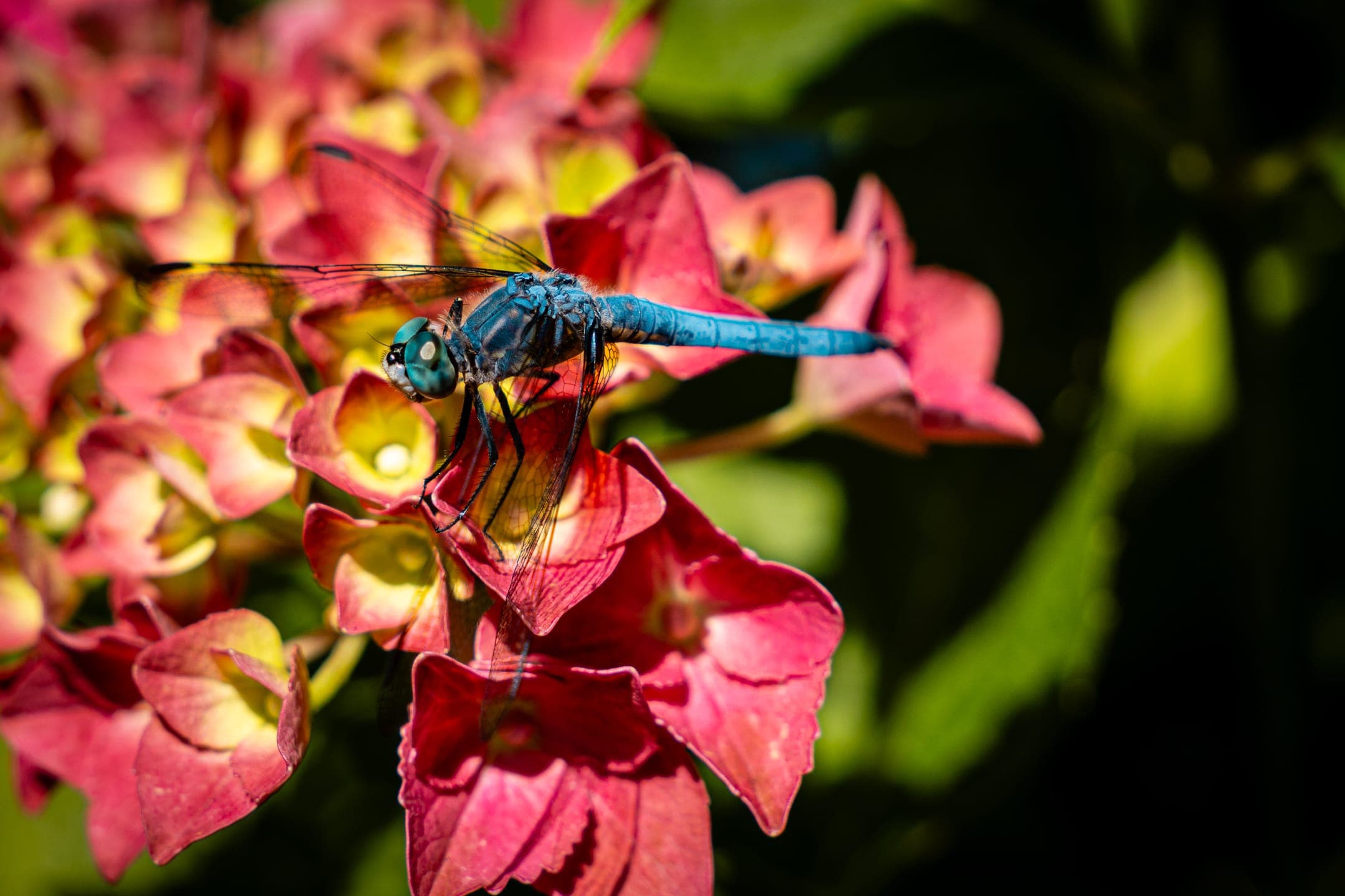 Vistoria Island - Image 7