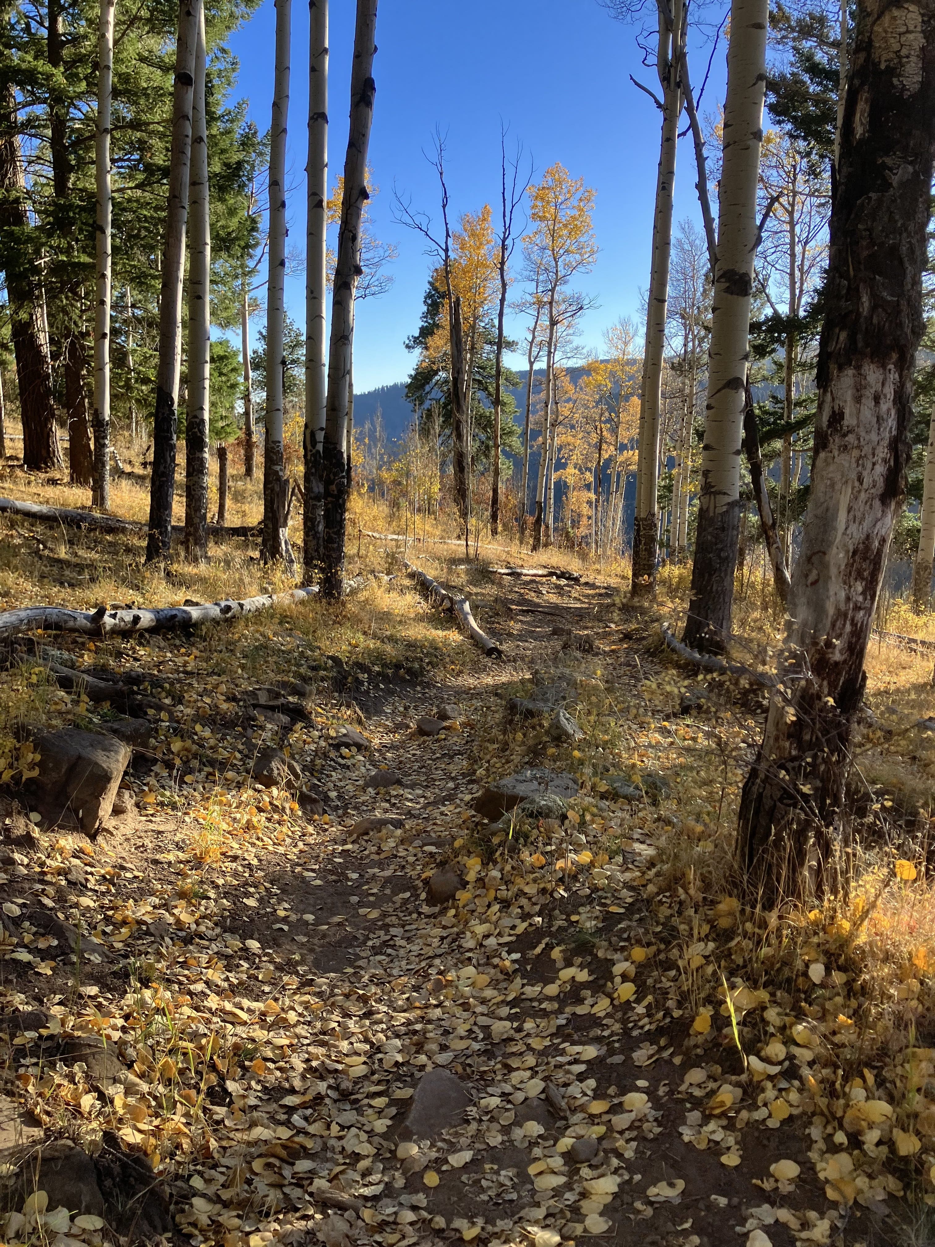 Pecos Wilderness - Image 11